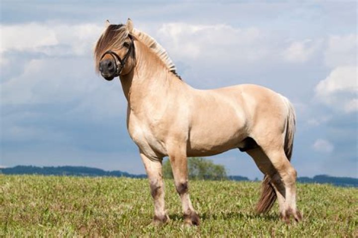 2023 Dun Fjord Gelding for Sale in Canada - Find Yours!