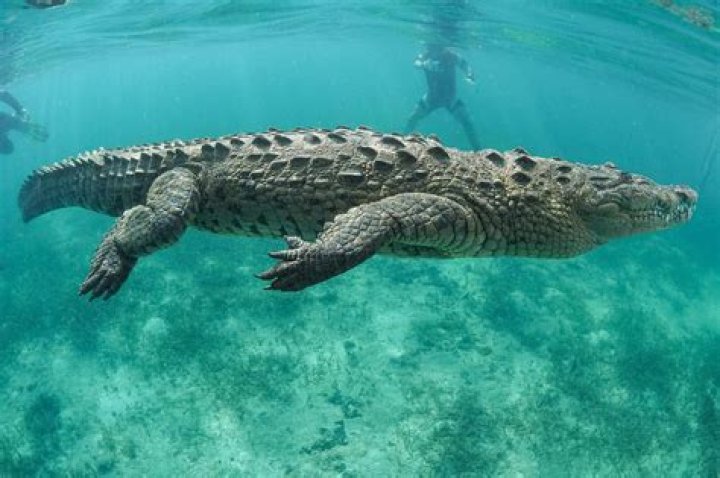Can Crocodiles Live in the Ocean? Facts & Insights
