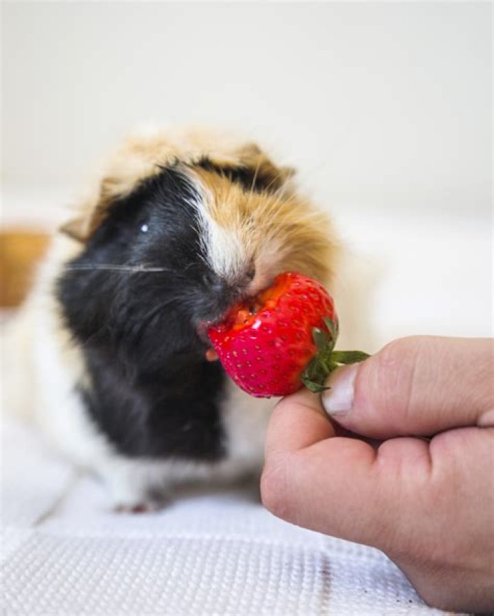 Can Guinea Pigs Eat Strawberries? Benefits & Risks | [Guide]