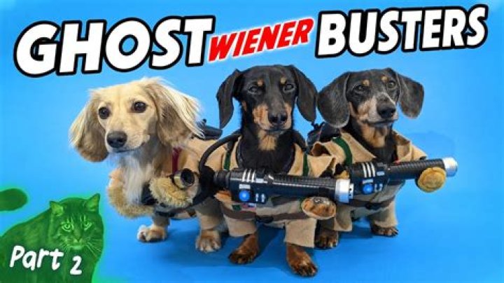 Discoveries From The "Wiener Dog From Sing 2"