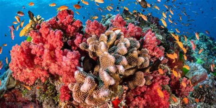 Discovering Coral Colors: From Reefs to Deep Sea