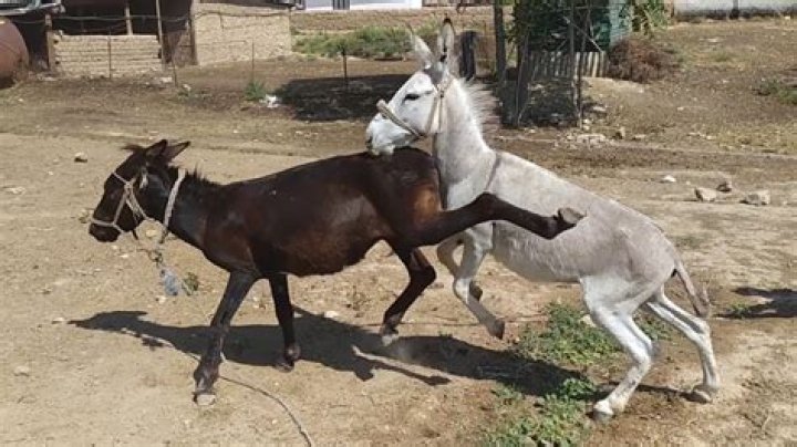 Donkey & Horse Mating: Facts About Mules & Hybrids | Explained