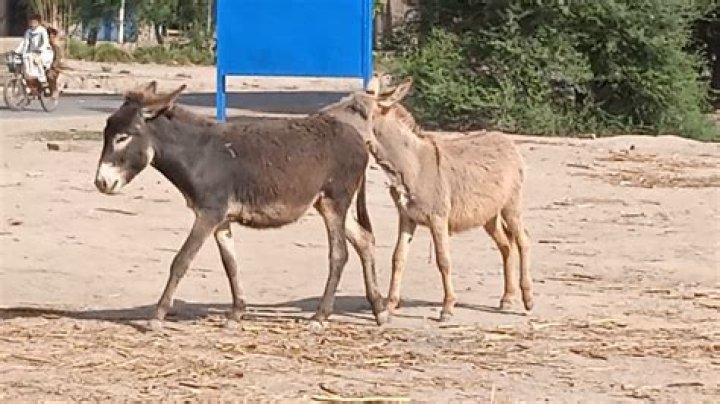 Donkey Mating: From Courtship to Gestation | Learn How They Mate