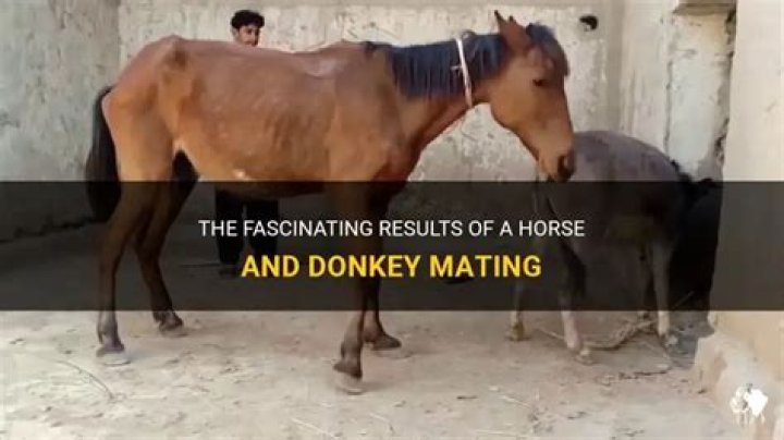 Donkey Mating: What You Need to Know | 2024 Guide