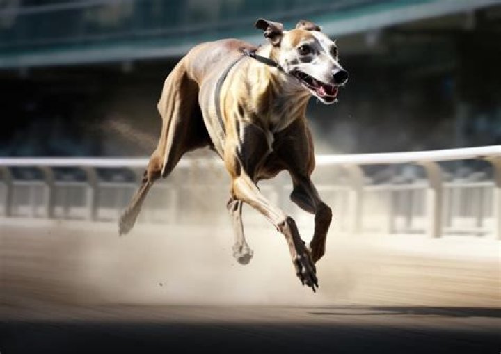 Greyhound & Dogs: Can Your Furry Friend Ride?