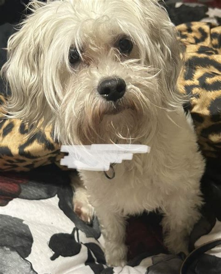 Lost & Found Pets of the Midsouth: Reunite Your Pet!