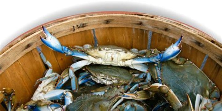 Maryland Blue Crabs: Delivered Fresh to Your Door!