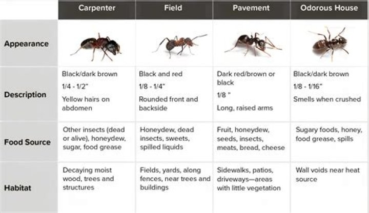 Odorous House Ants vs. Carpenter Ants: Key Differences & ID Tips