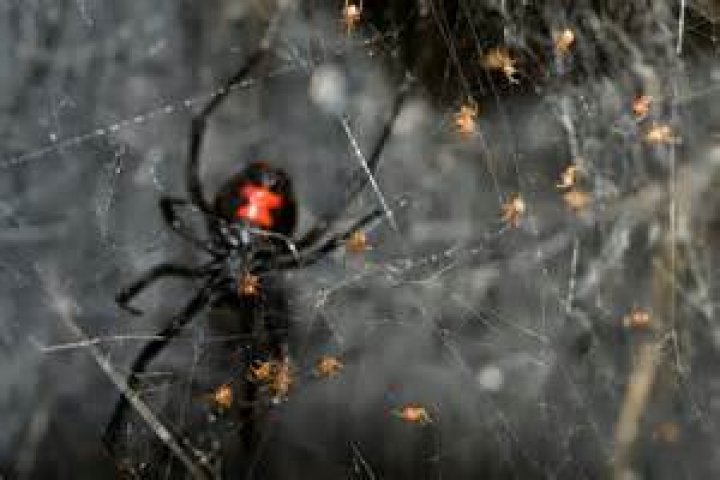 Spiders' Intelligence: Beyond Webs & Instincts | Surprising Smarts!